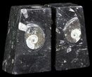 Polished Orthoceras and Goniatite Bookends - Morocco #61324-1